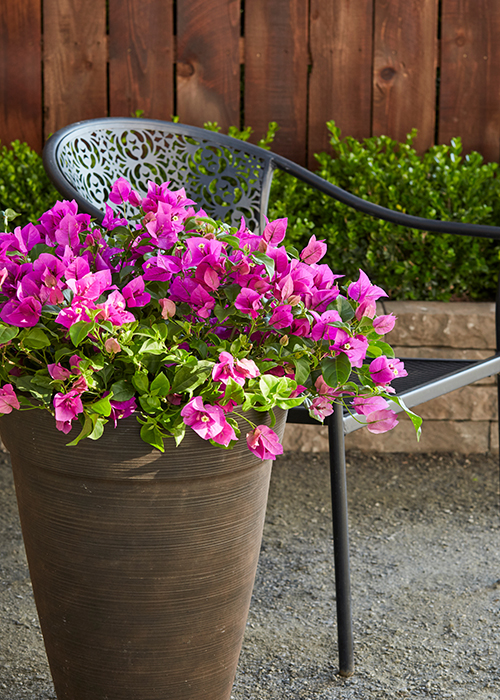 purple queen bougainvillea in container in front of chair