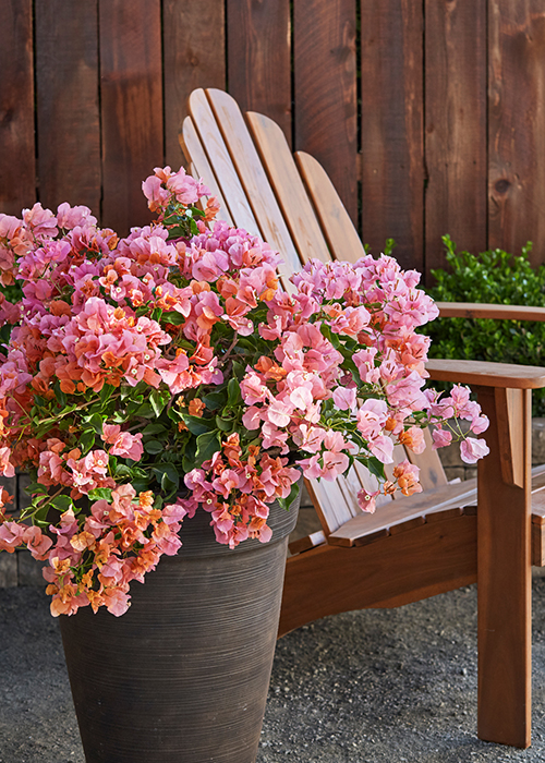 rosenka bougainvillea in a container in front of a wooden adirondack mountains