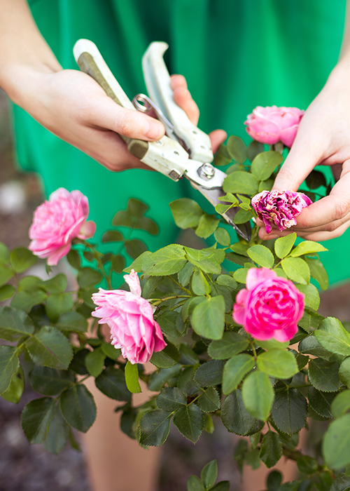 woman in green dress pruning roses