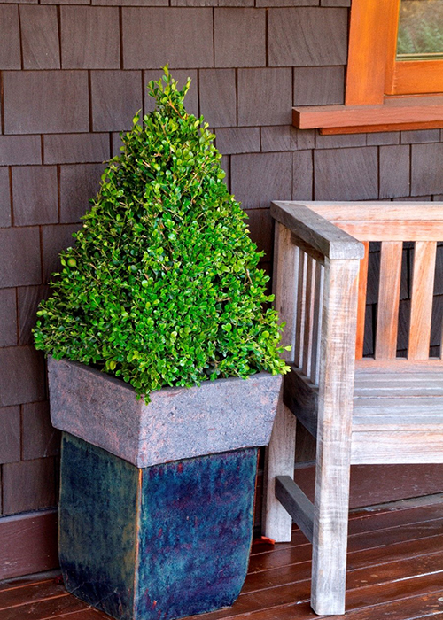 boxwood pyramid topiary in container