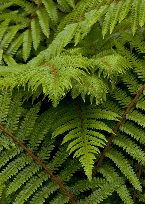 dark green fronds of soft shield fern