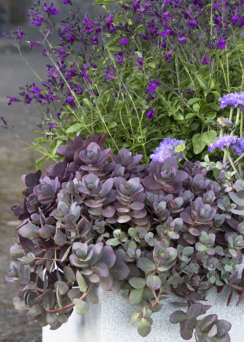 dazzleberry sedum in container with ignition salvia and pincushion