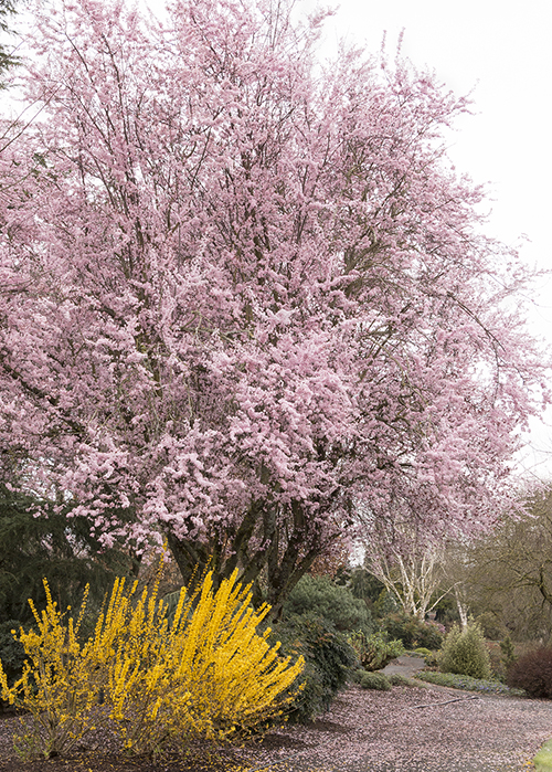 plum tree with pink flowers and forsythia shrub with yellow flowers