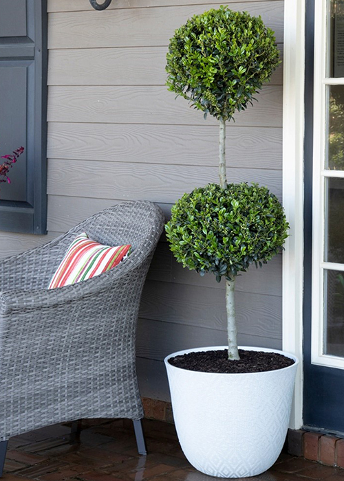 two ball poodle boxwood topiary in container
