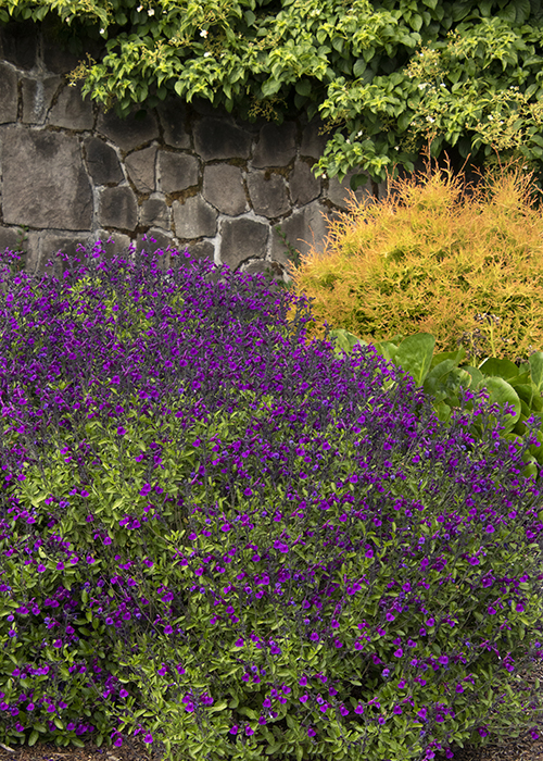 vibe ignition salvia in landscape