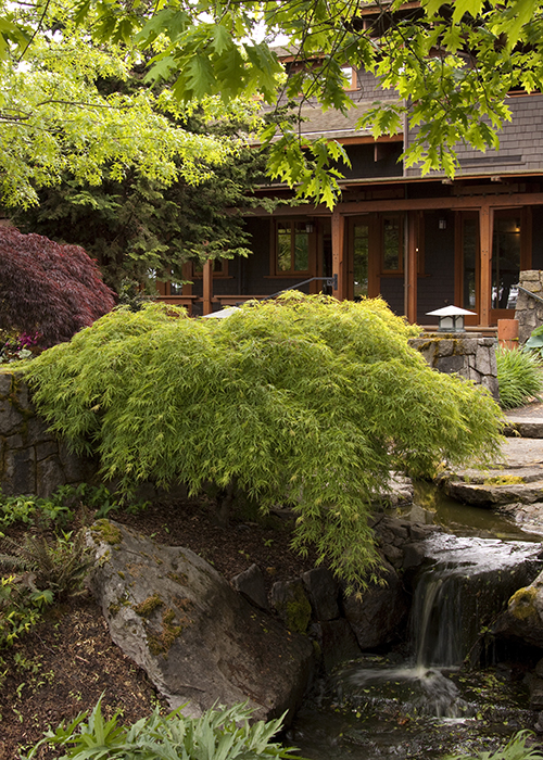 waterfall japanese maple planted next to a waterfall