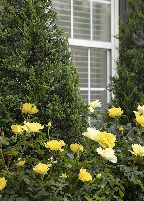 yellow roses in foundation planting