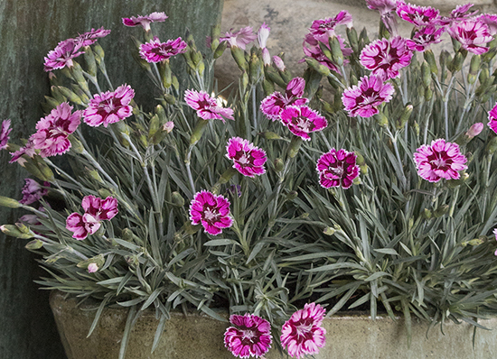 pink dianthus flowers in container
