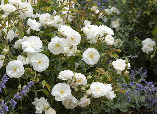 white roses in landscape with purple catmint flowers