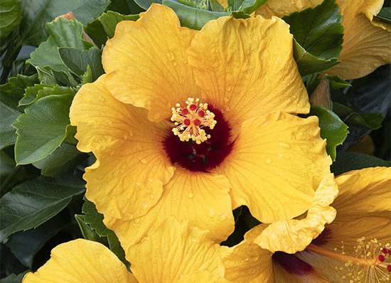 yellow hibiscus with deep red center