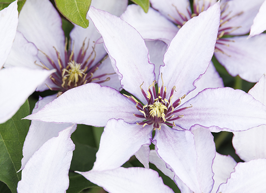 white clematis flowers with purple centers
