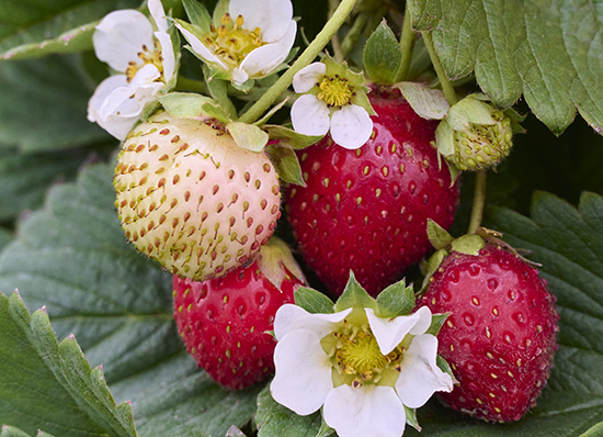 red strawberries and white strawberry flowers