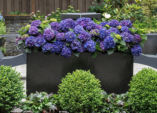Top 10 things hydrangea lovers should know