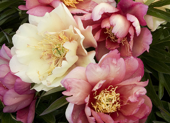 pink and cream peony flowers with yellow centers