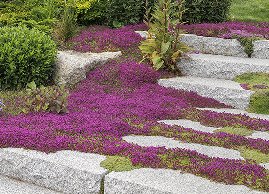 pink-blooming thyme groundcover