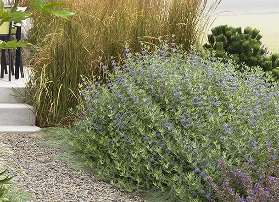 caryopteris shrub with blue flowers in front of tall ornamental grass beside a gravel pathway