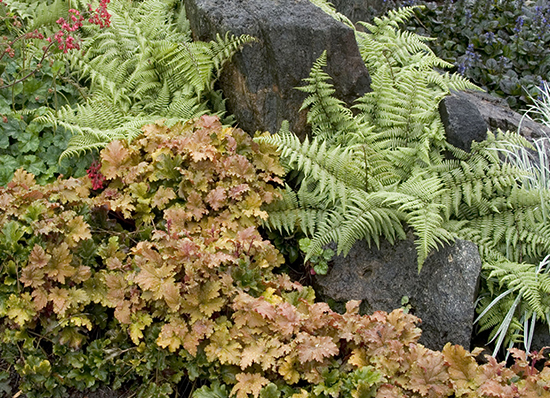 ferns and heuchera growing around boulders
