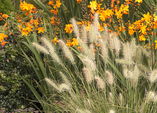 little bunny grass and orange crocosmia flowers