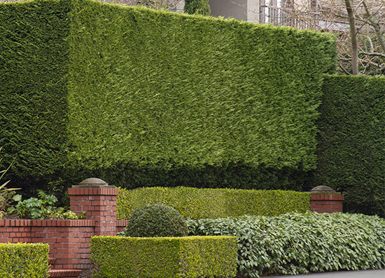 formal scultped arborvitae hedge