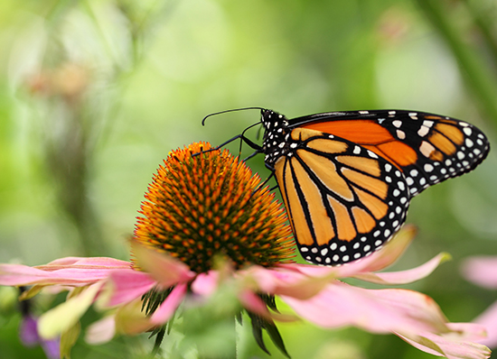 monarch butterfly on pink coneflower