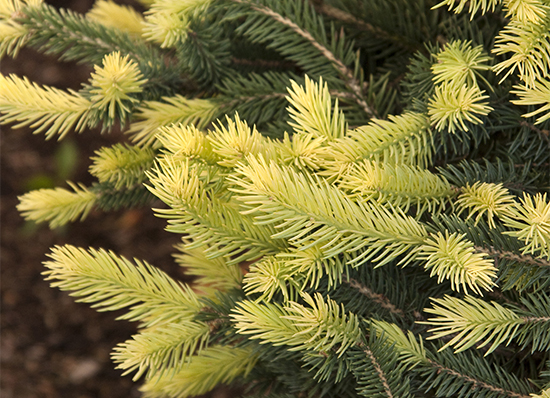 bright gold ends of sparkler colorado blue spruce