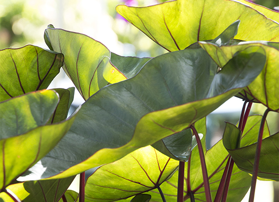 green leaves and red stems of royal hawaiian elephant ear