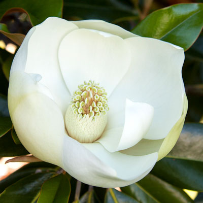 big white magnolia flower