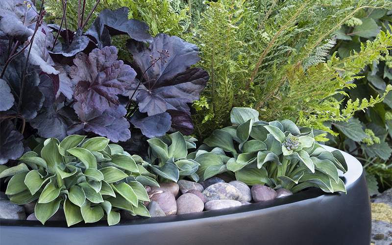 obsidian heuchera with mouse ears hosta in container