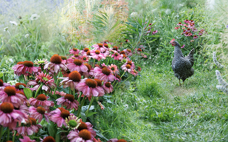 pink coneflowers next to a grassy pathway with a hen