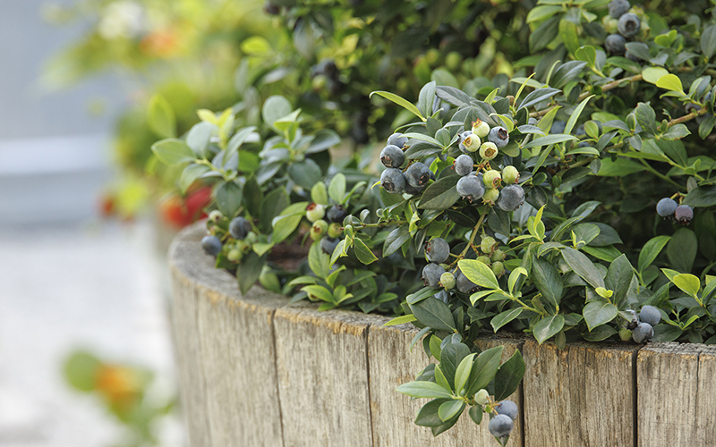 blueberries in containers