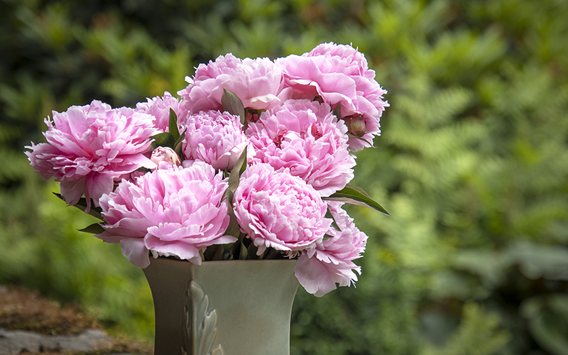 pink sarah bernhardt peony bouquet in vase