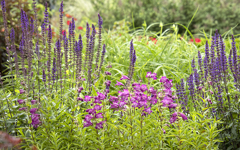 penstemon and salvia in a perennial border