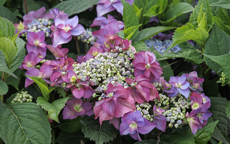 cape may hydrangea with purple lacecap blooms