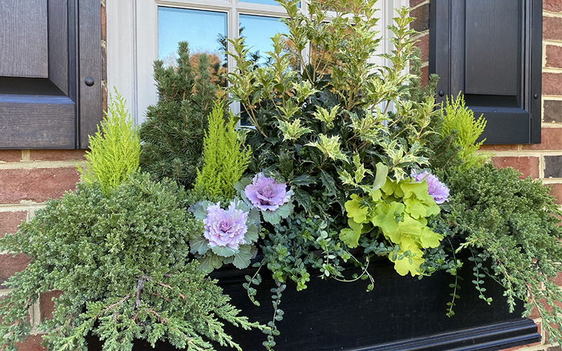 winter windowbox with evergreens