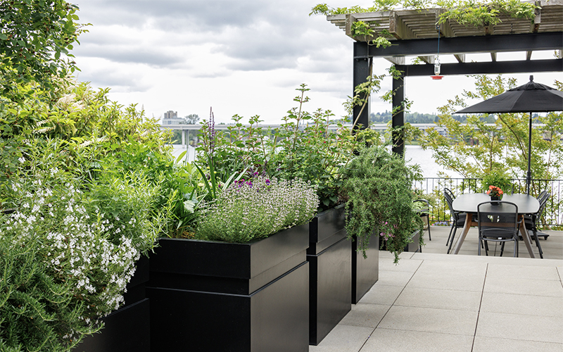 herb garden with outdoor dining room in background