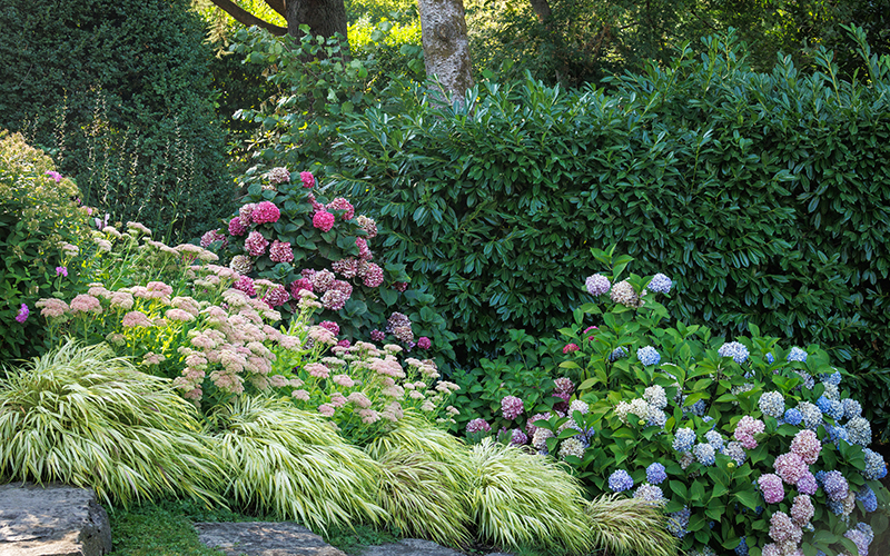 hydrangeas and grasses in a stairway border
