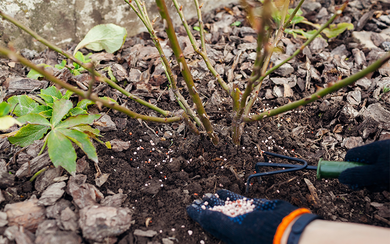 fertilizing shrubs