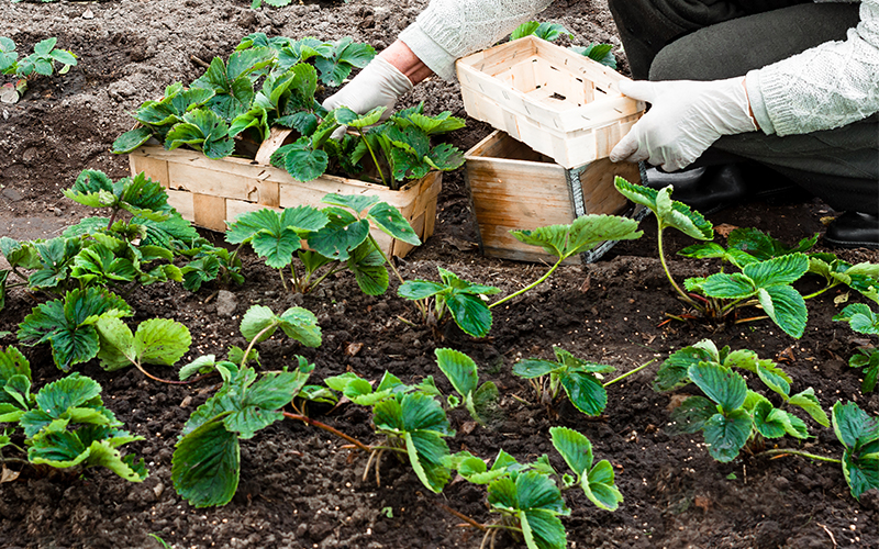 planting strawberries