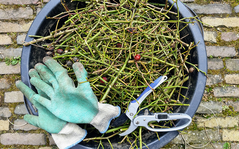 tools for pruning roses include gloves, shears, and a bucket filled with old stems