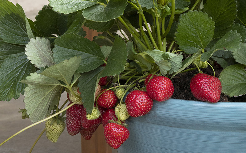 strawberries growing in a blue container