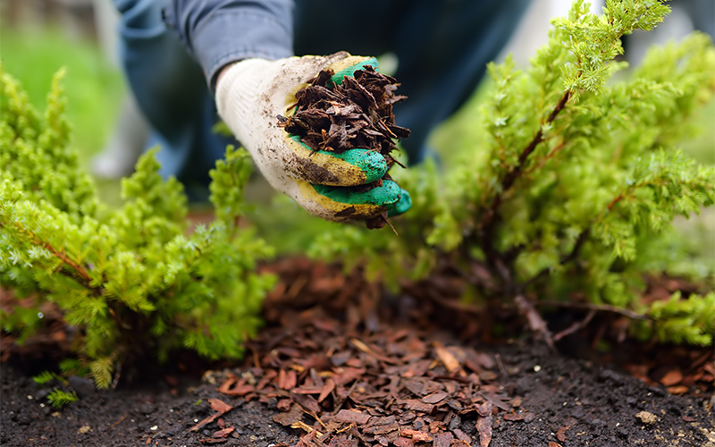 mulching conifer shrub with gloved hand