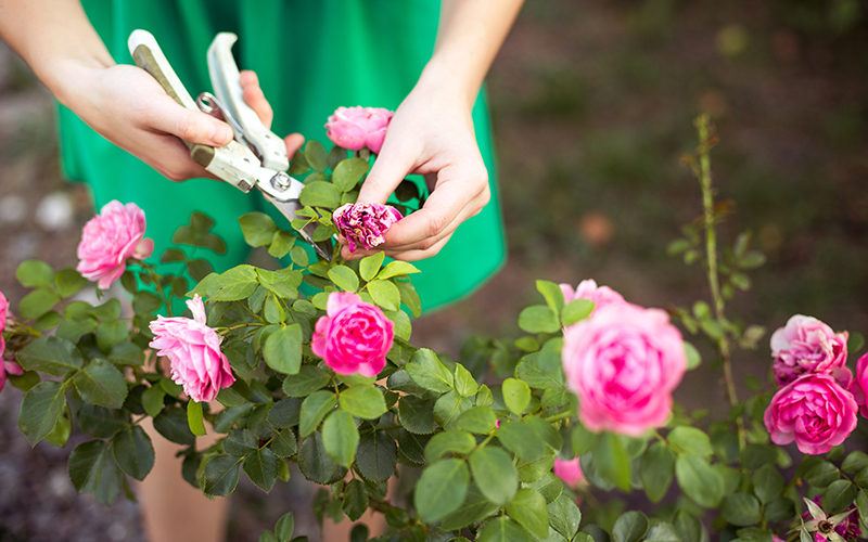deadheading pink roses with shears
