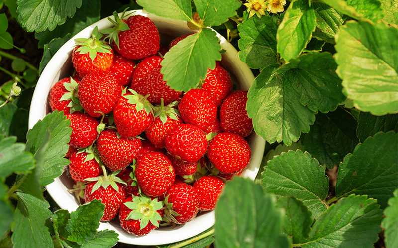 harvested strawberries in a white bowl