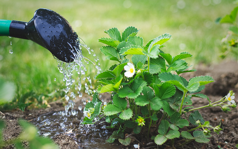 watering strawberry plant