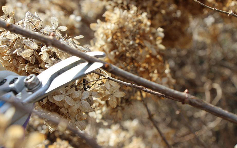 pruning hydrangea with shears