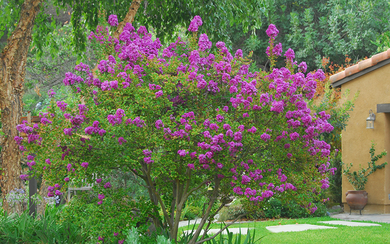 purple flowers on zuni crape myrtle tree