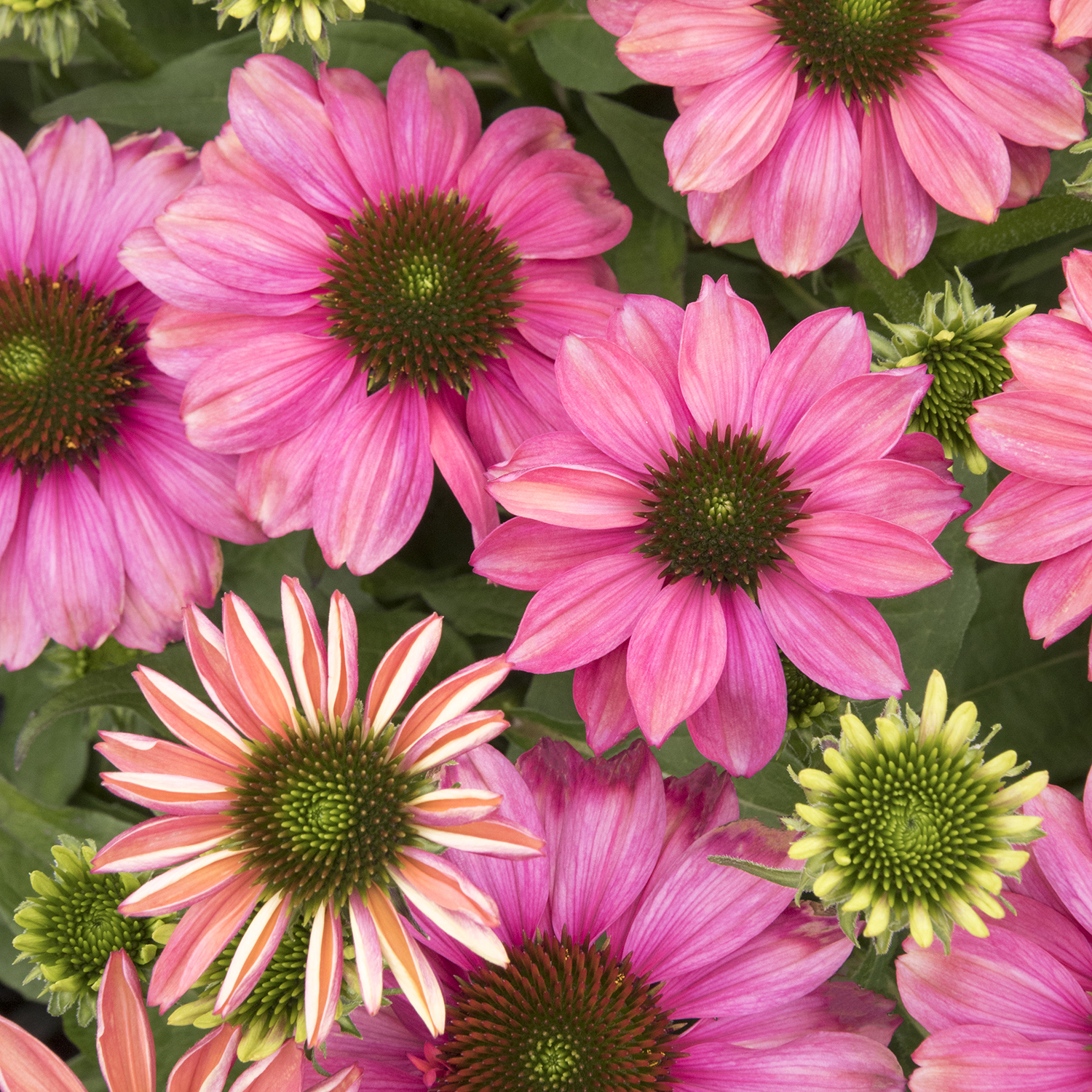 pink and green evolution coneflowers