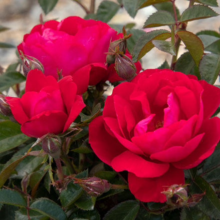 dark pink rose flower