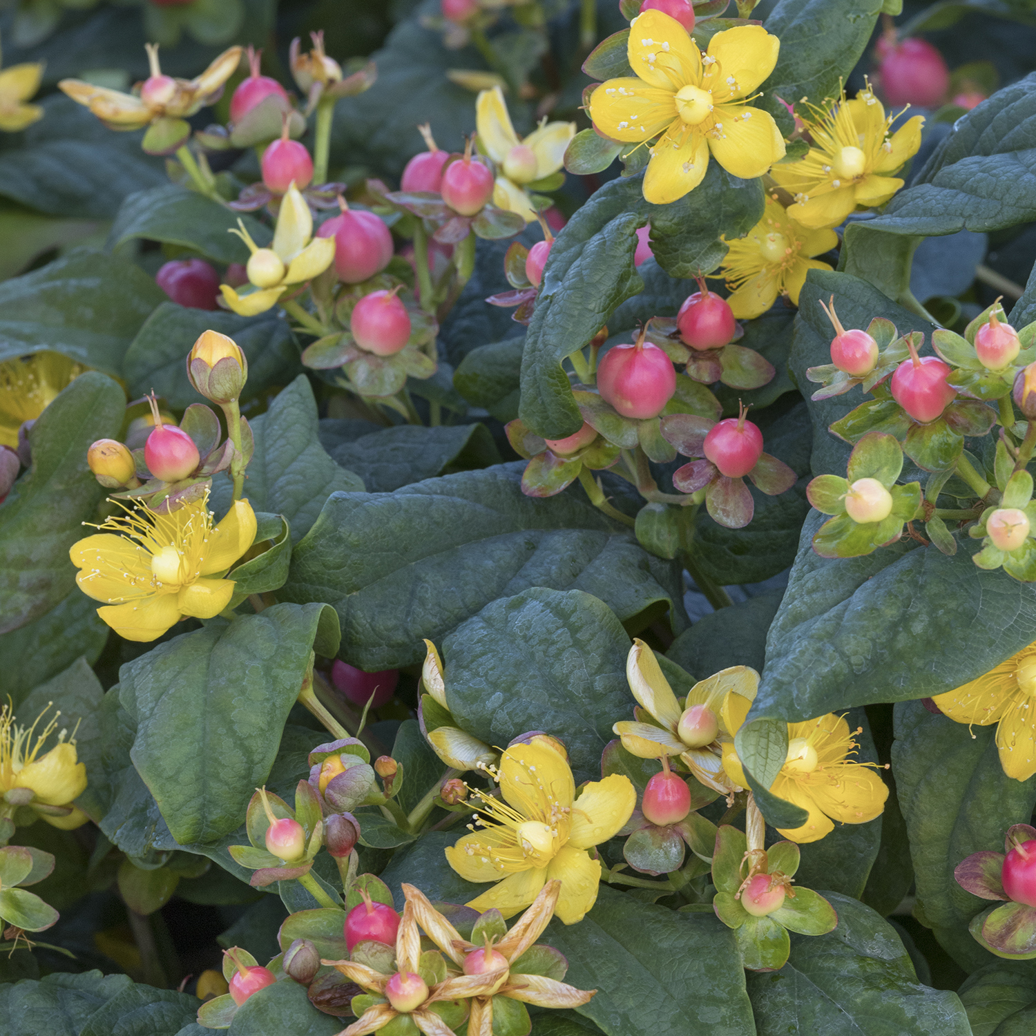 yellow flowers and pink berries on floralberry st johns wort