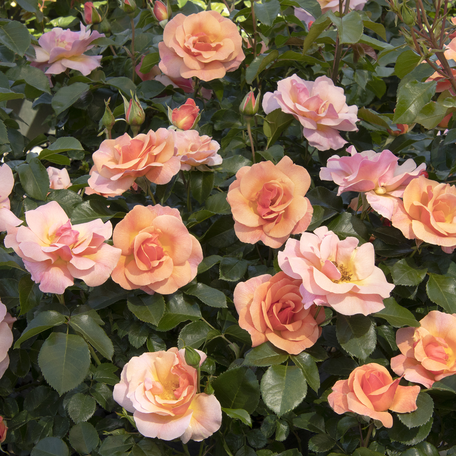 peach rose flowers
